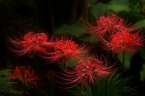 学生相談室コラムVol.32 - マンガビブリオバトル2021③ / ニンテンドーDSのソフトにもなったノスタルジックな名作