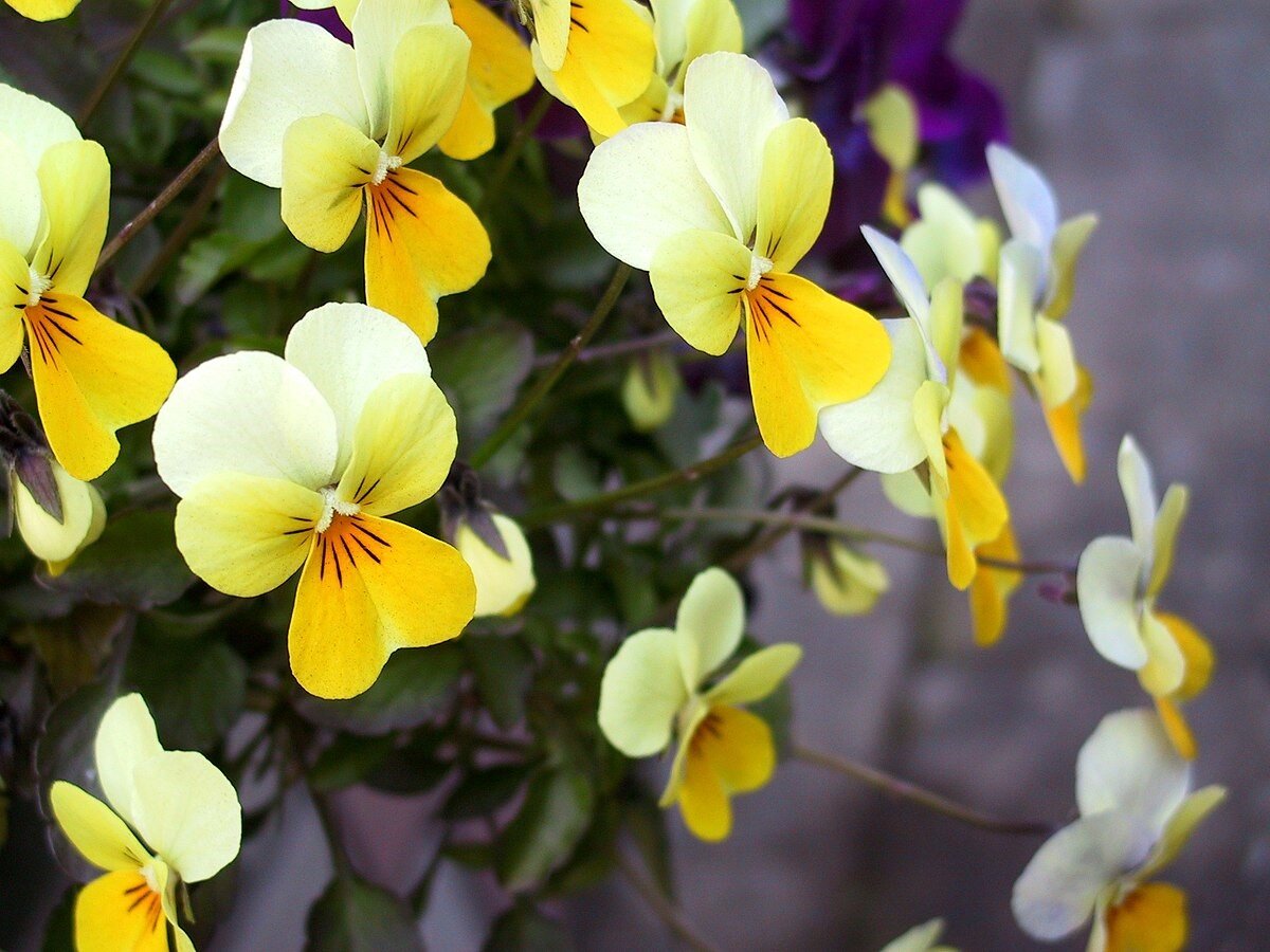 学生相談室コラム　Vol.35 -  ストレス解消するには...園芸のすすめ