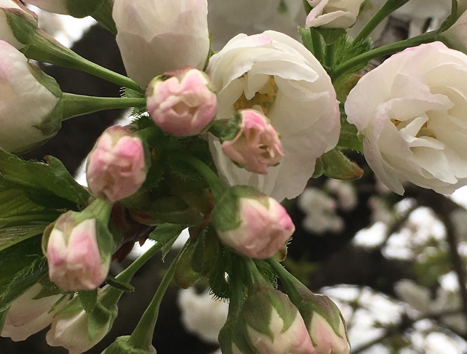 精神科医による健康相談とコンサルテーションのお知らせ