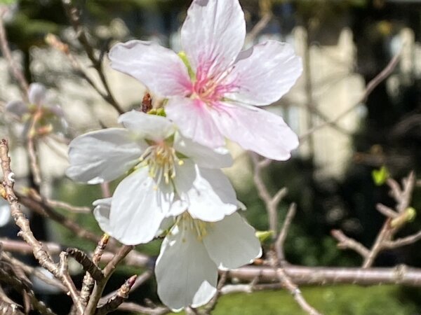 ジュウガツザクラの花.JPG