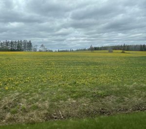 sub_field