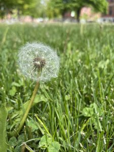 sub_field
