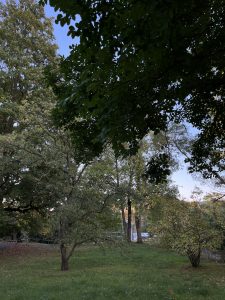 sub_field