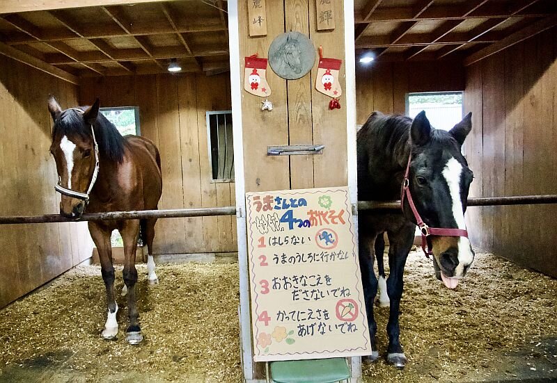 【実施報告】本学馬術部が「馬とのふれあい体験」イベントを実施